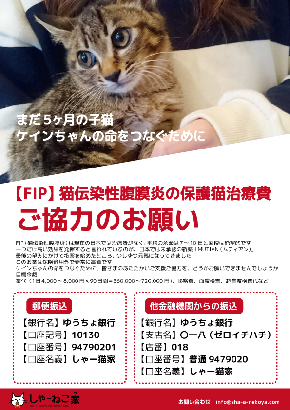 【FIP】猫伝染性腹膜炎の治療費ご協力のお願い