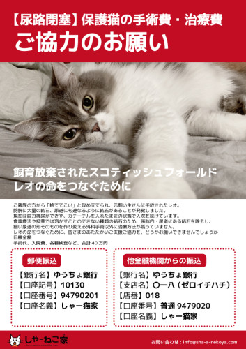 【尿路閉塞】保護猫の手術費・治療費ご協力のお願い