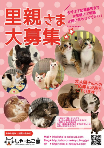 【要予約・別日対応可】4月の里親会は12日と26日です！