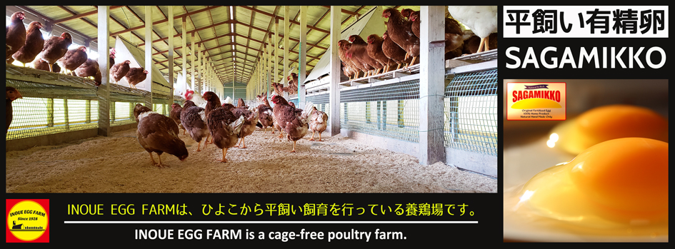 【公式】平飼い有精卵さがみっこ - CAGE FREE EGG