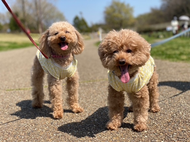 「夏のお散歩、ここに注意!」〜愛犬を守るための7つのポイント〜<冨板>