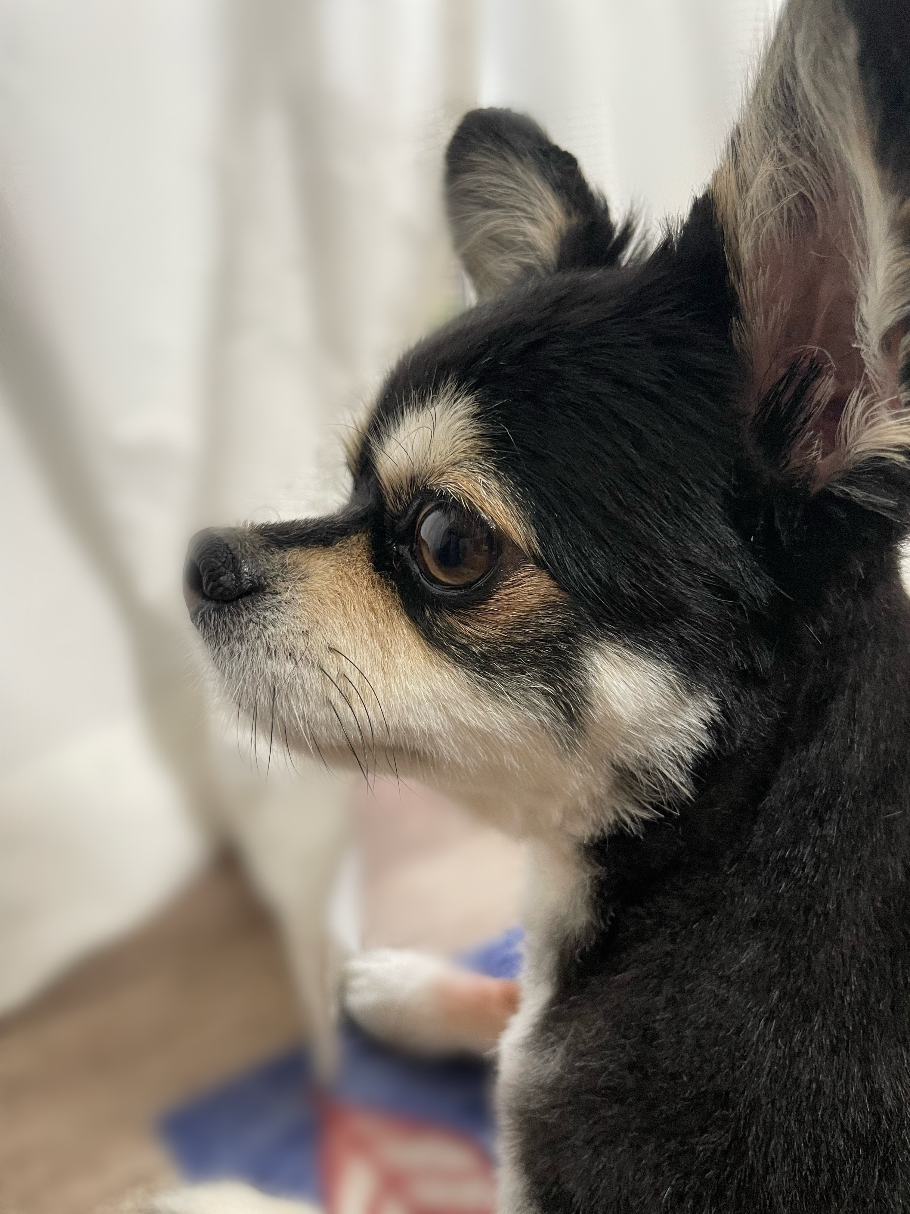 寝ている位置から分かる飼い主との関係<寺澤>