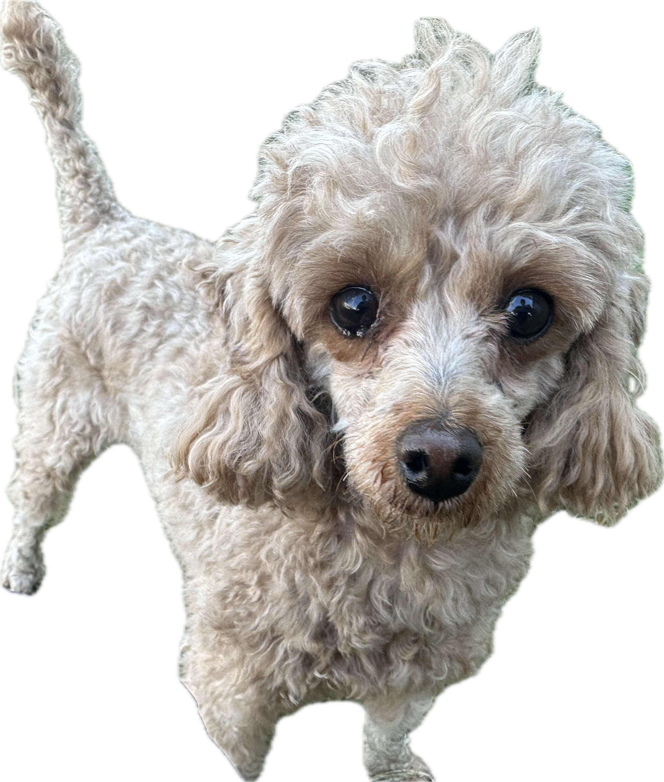 小型犬に多い「乳歯遺残」とは?放置するとどうなる?抜歯が必要なケース|一宮市 おおい動物病院【歯科に強い】