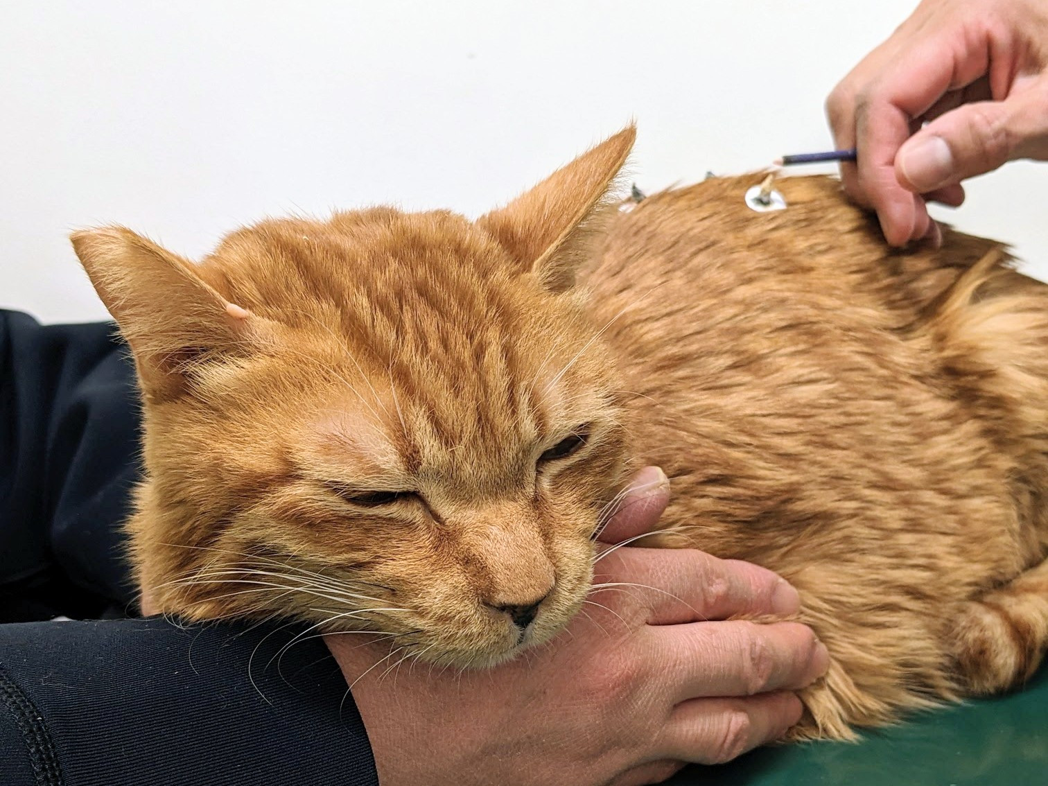 その子のその日の症状に合わせた鍼灸治療