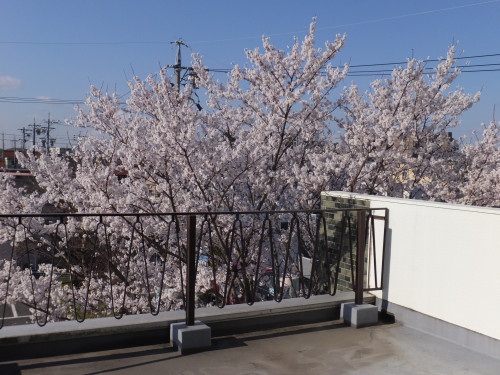 桜 (13).JPG