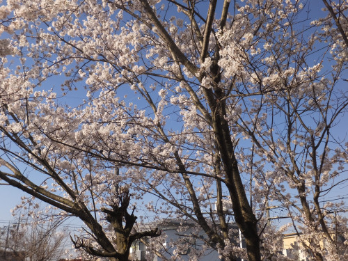 桜 (12).JPG
