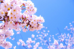 桜の花画像.jpg