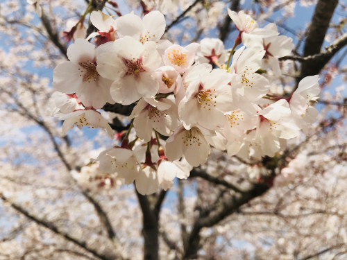 春が待ち遠しい桜の刺し子WS🌸