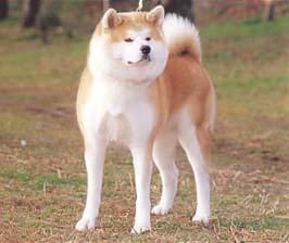 シャンプーコース