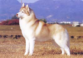 SIBERIAN-HUSKY.jpg