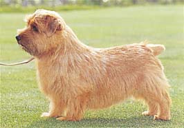 NORFOLK-TERRIER.jpg