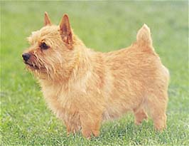 NORWICH-TERRIER.jpg