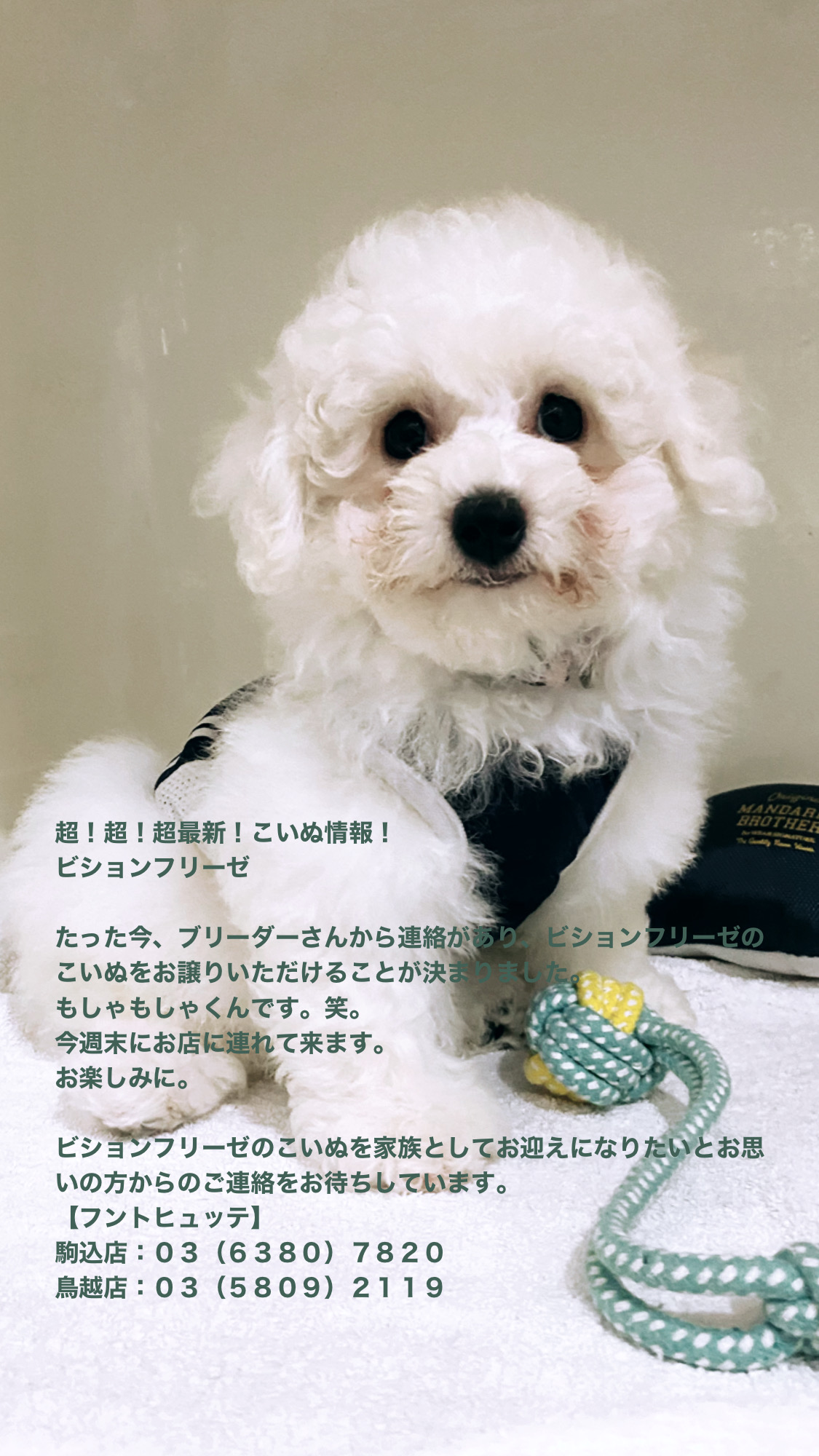 超!超!超最新!こいぬ情報!