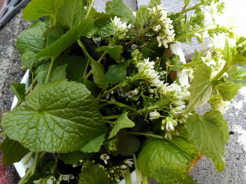 花わさびとカツラの木 の巻