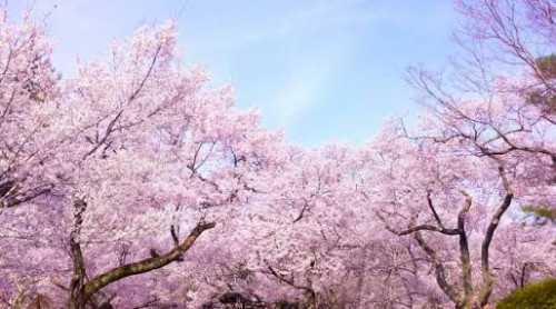 🌸お花見会場🌸