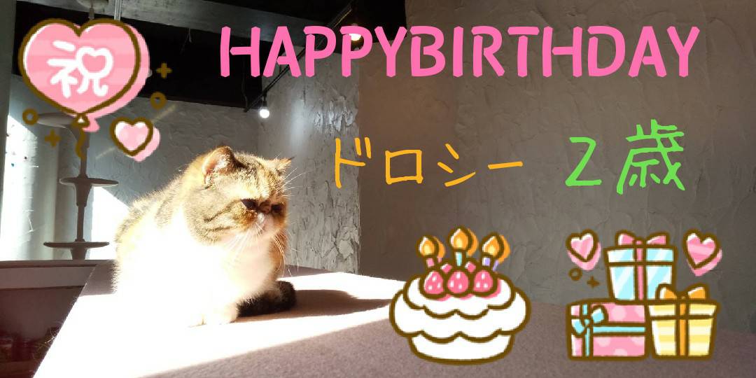 ドロシーちゃん2歳お誕生日