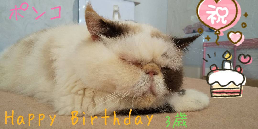 🎂ポンコちゃん3歳のお誕生日🎂