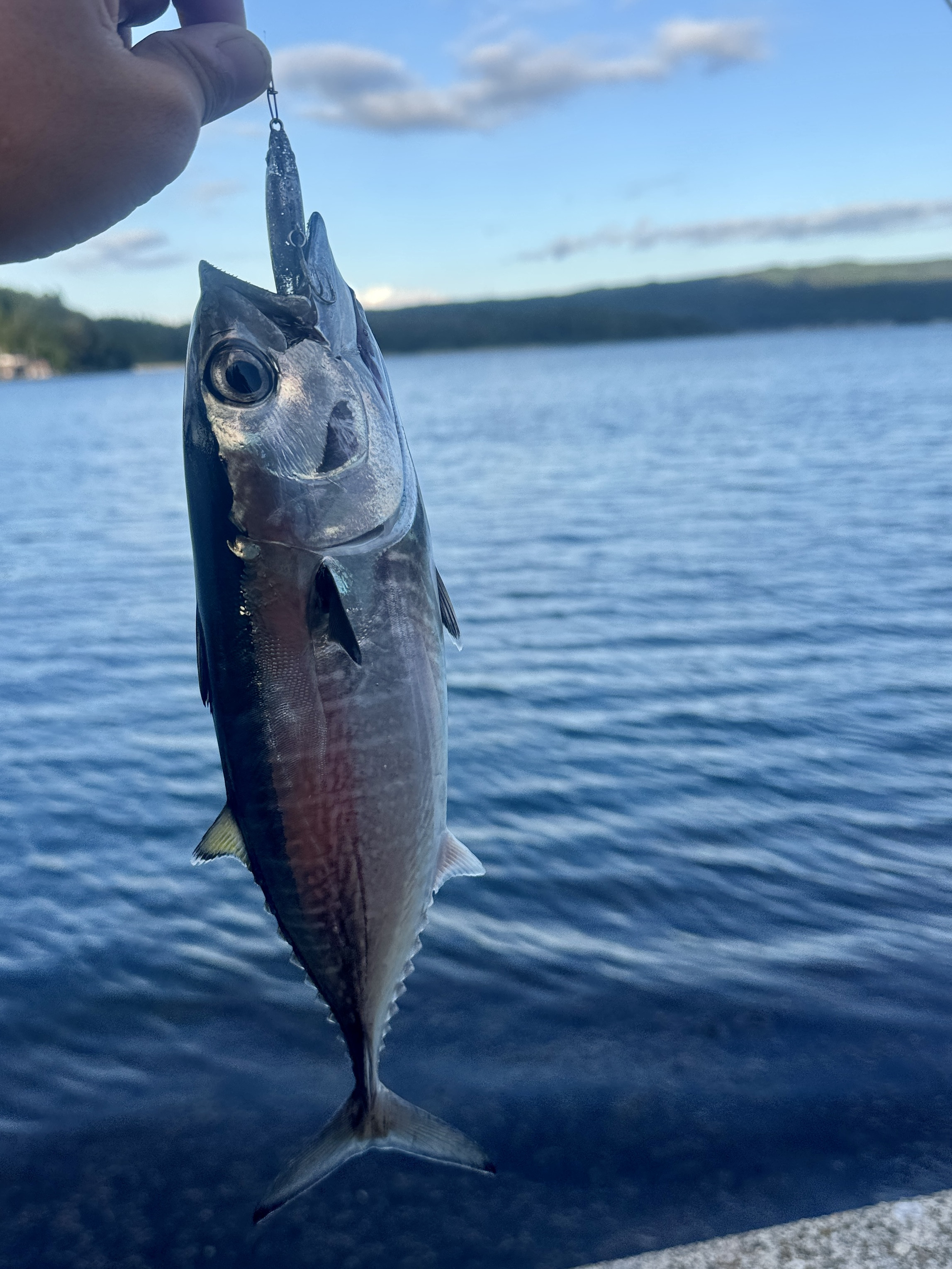 七尾湾でクロマグロ🐟!?