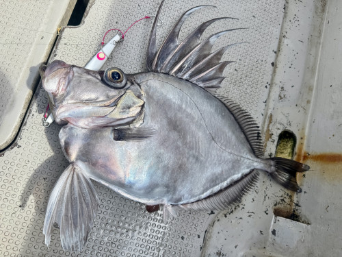 アラ釣りの外道🐡