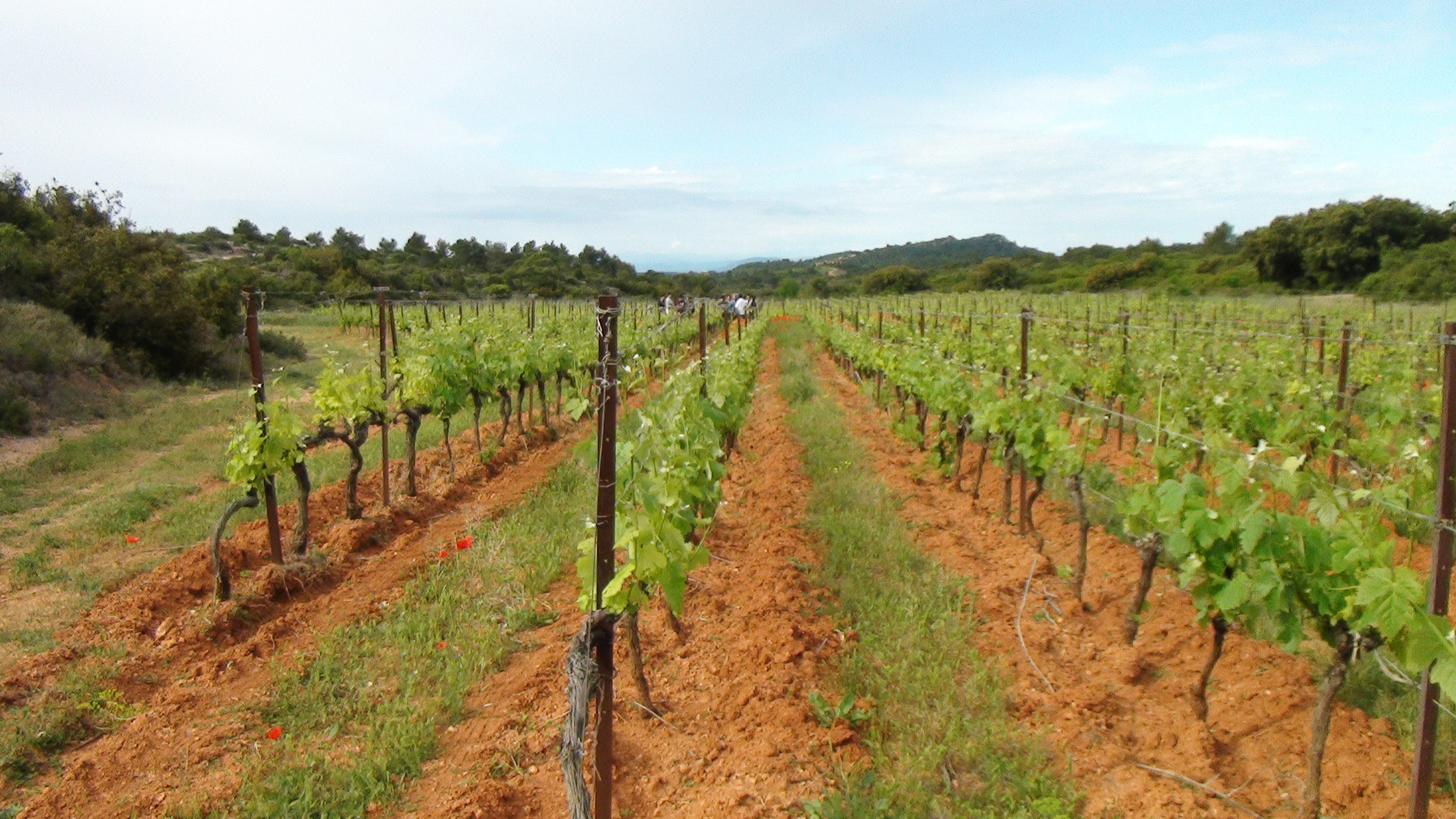 Nous avons la vigne à Assignan, sud de la France.