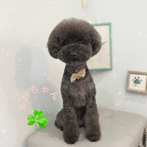 いつもとっても嬉しそうにシャンプーに来てくれてありがとうね🎵