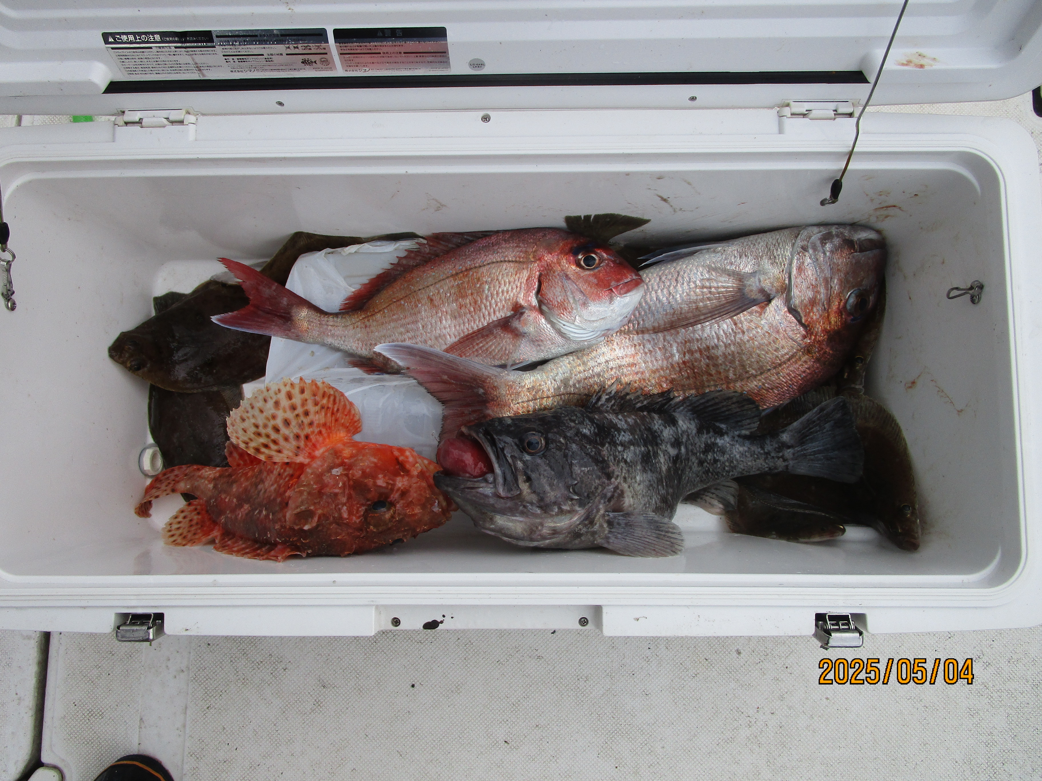 真鯛釣り