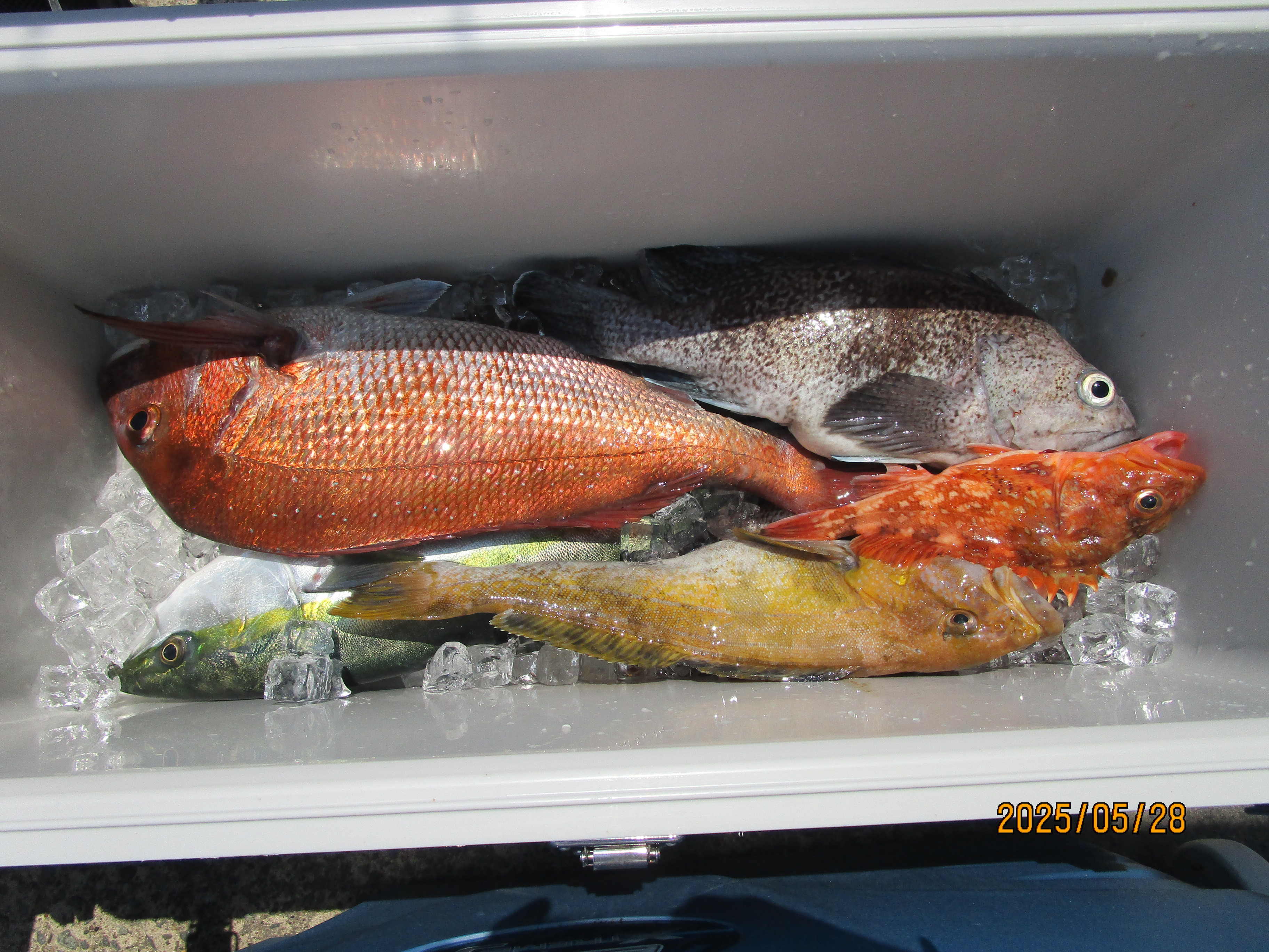 真鯛釣り