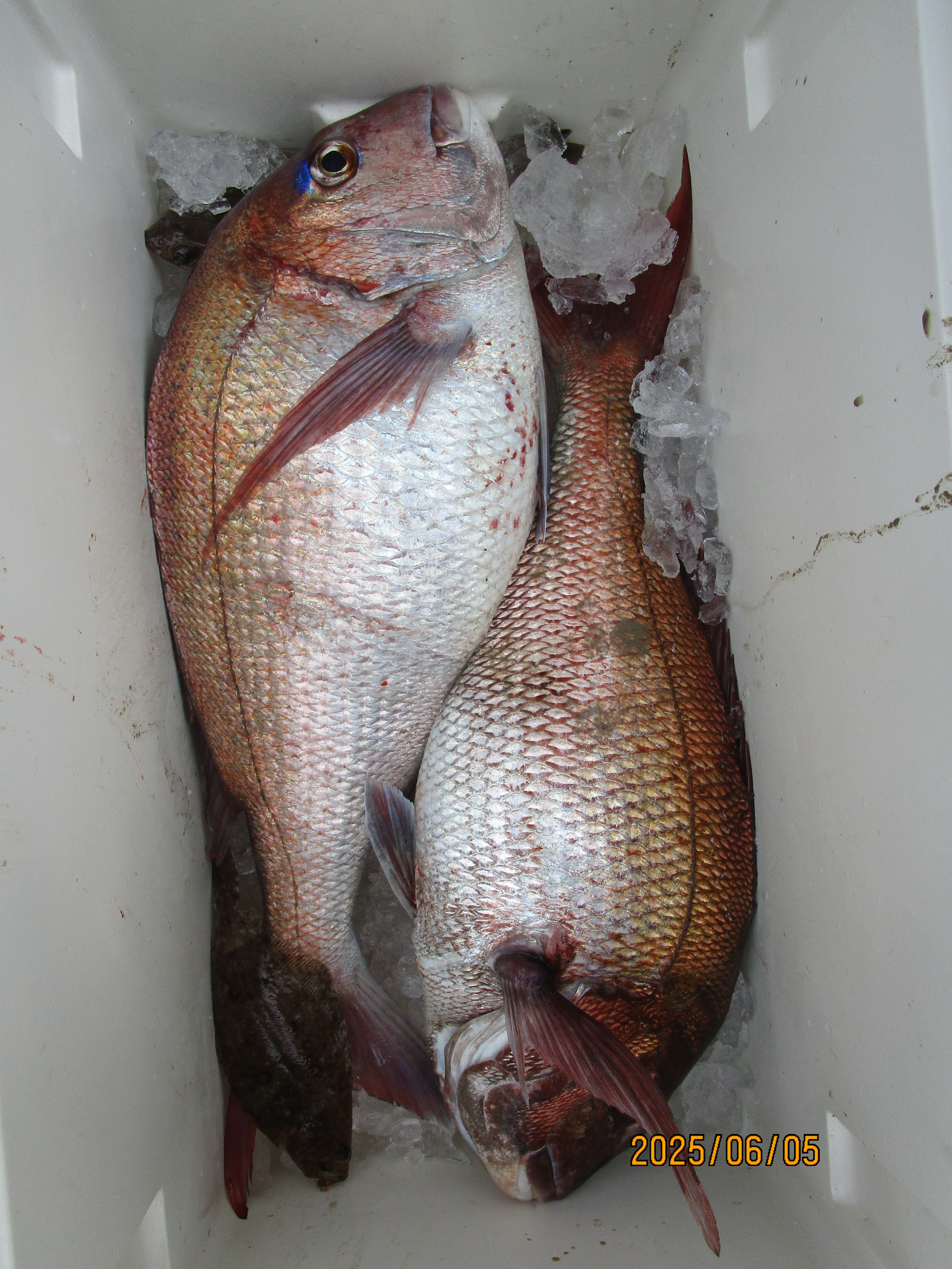 真鯛釣り