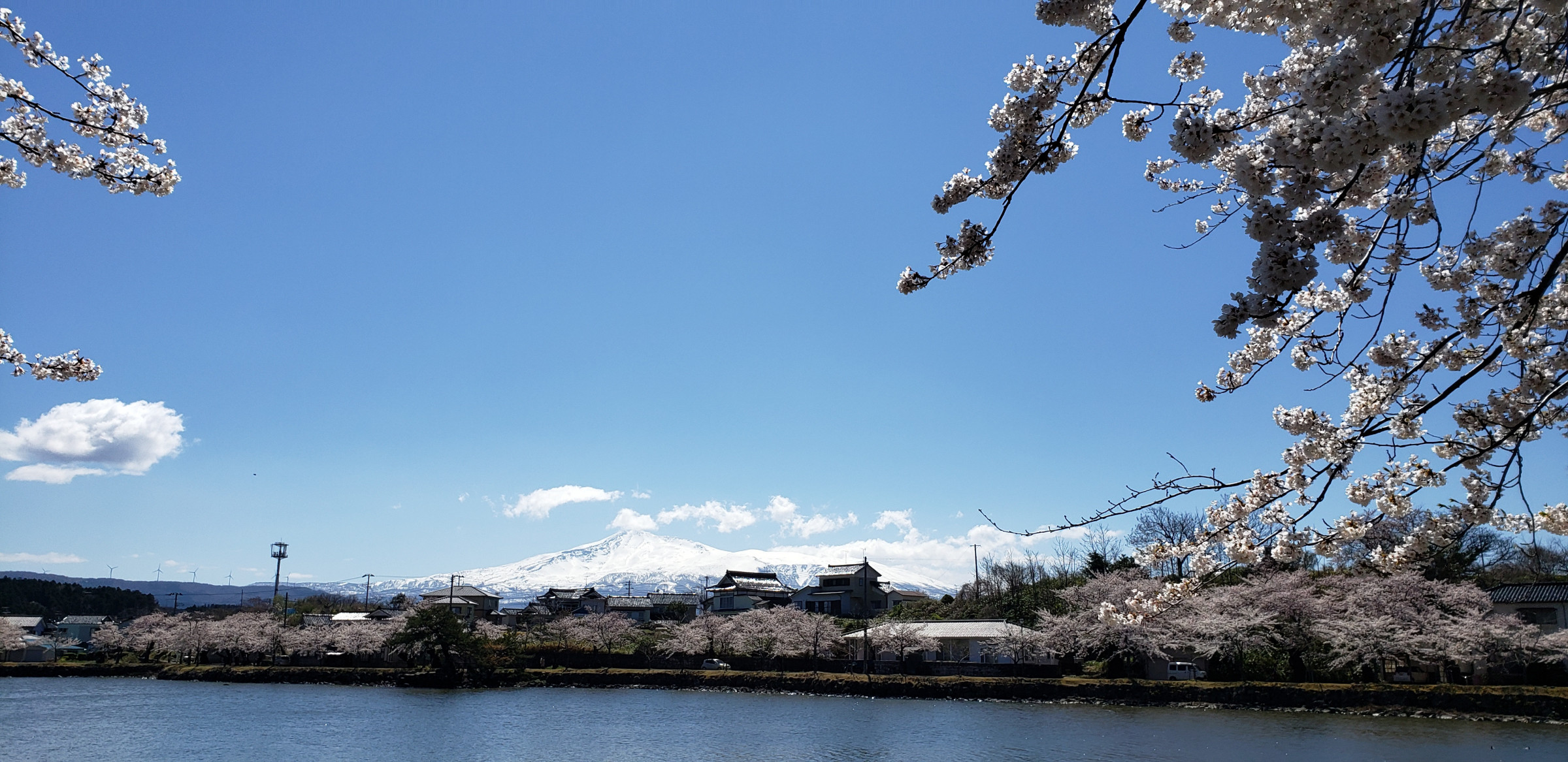 桜の勢至公園と鳥海山