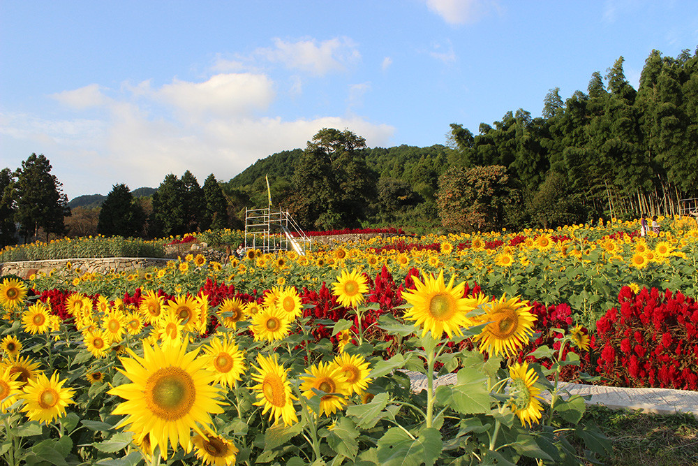 山田のひまわり園