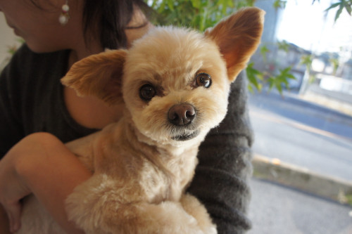 Toppo (Poodle × Chihuahua)