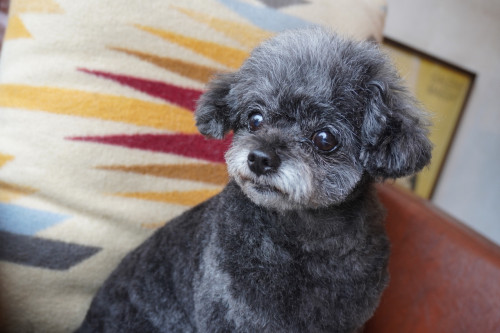 Lily (Chihuahua × Poodle)