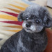 Lily (Chihuahua × Poodle)