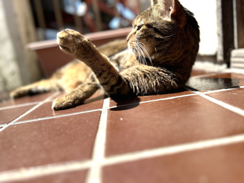 「心」ってどこにあるのか?