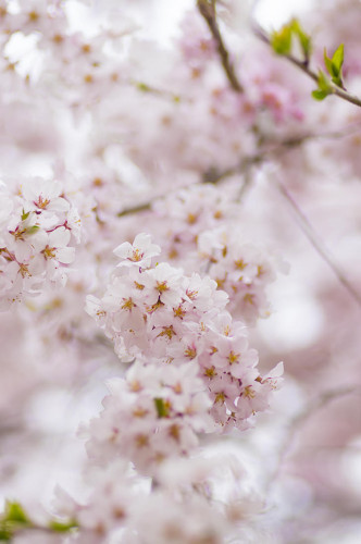 桜.jpg