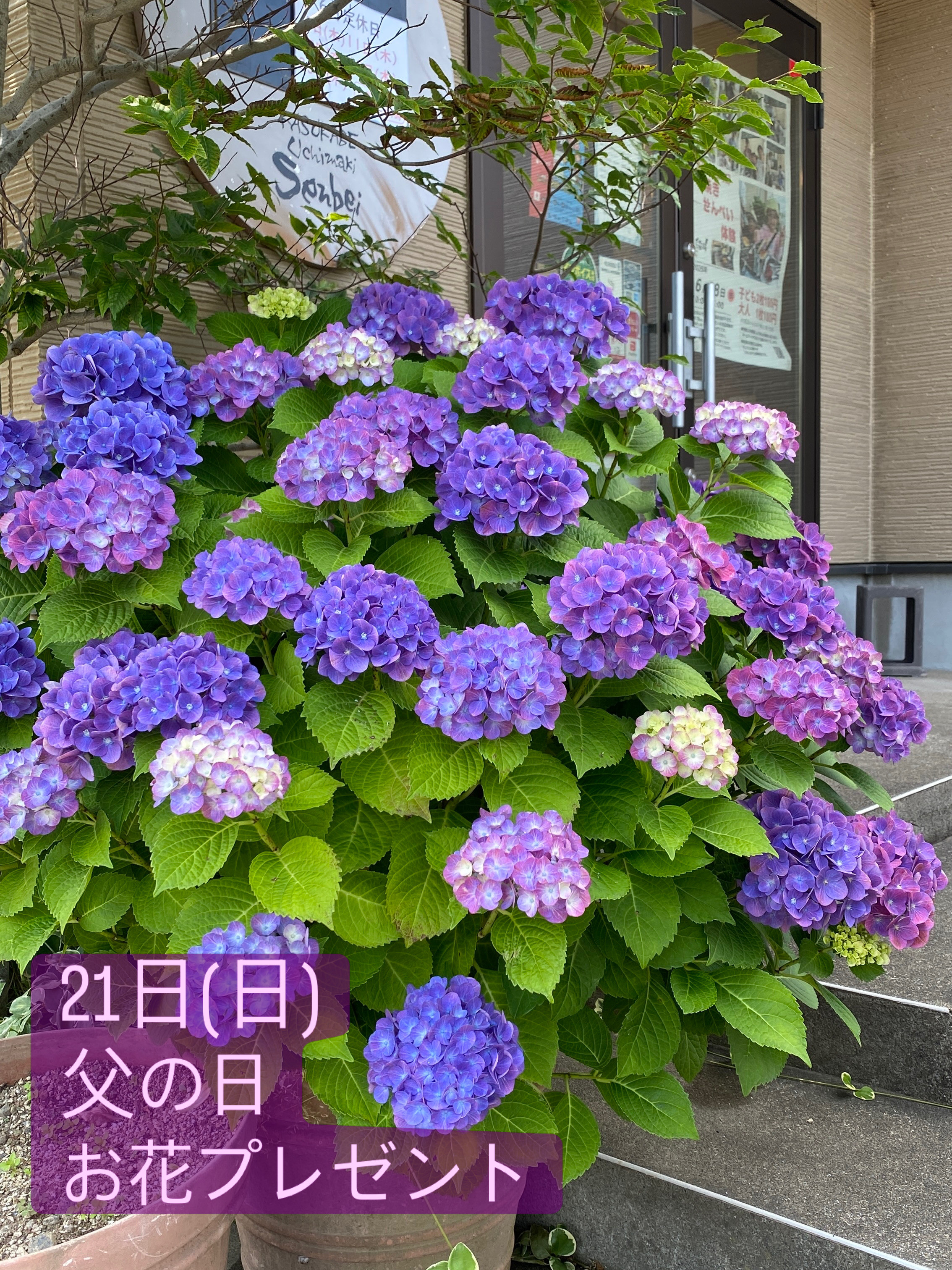 21日(日)父の日お花プレゼント