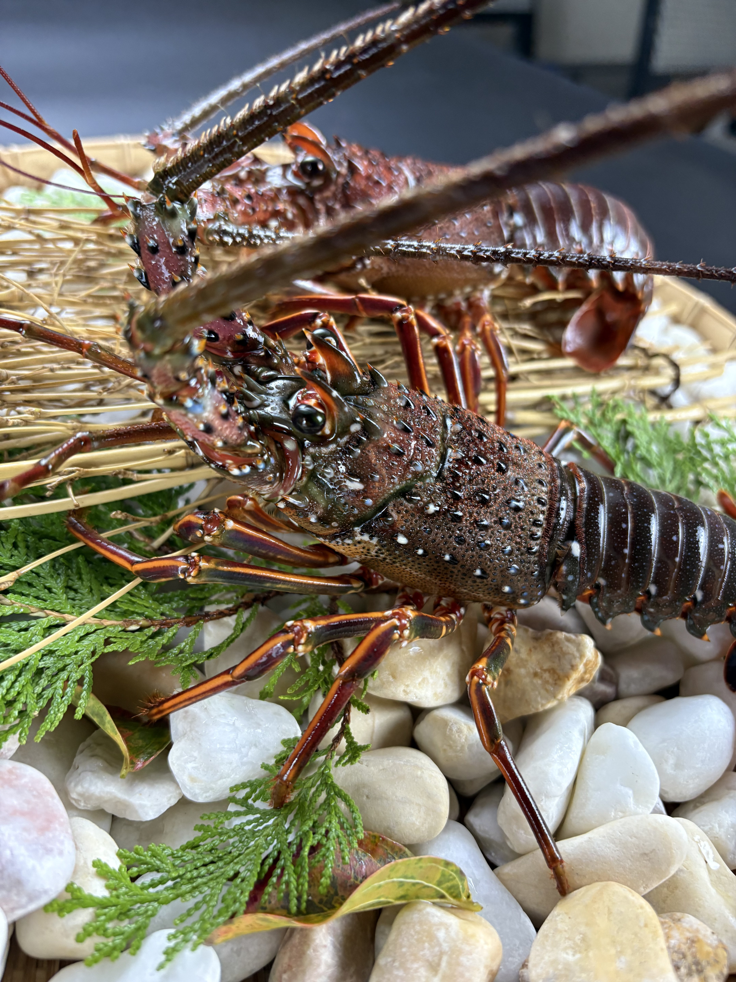 天然　伊勢エビ