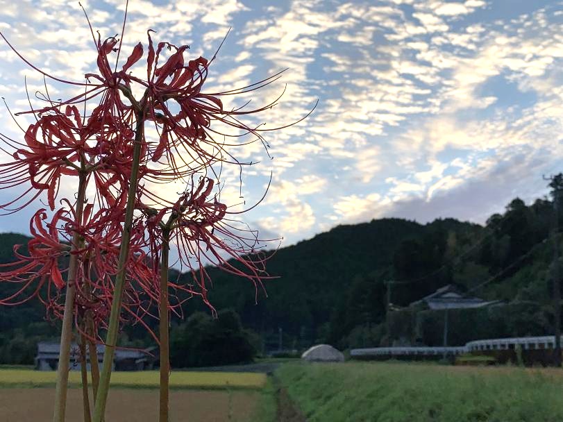 uemura_12.jpg
