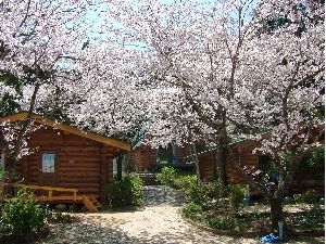 ペンションししくい　敷地内の桜