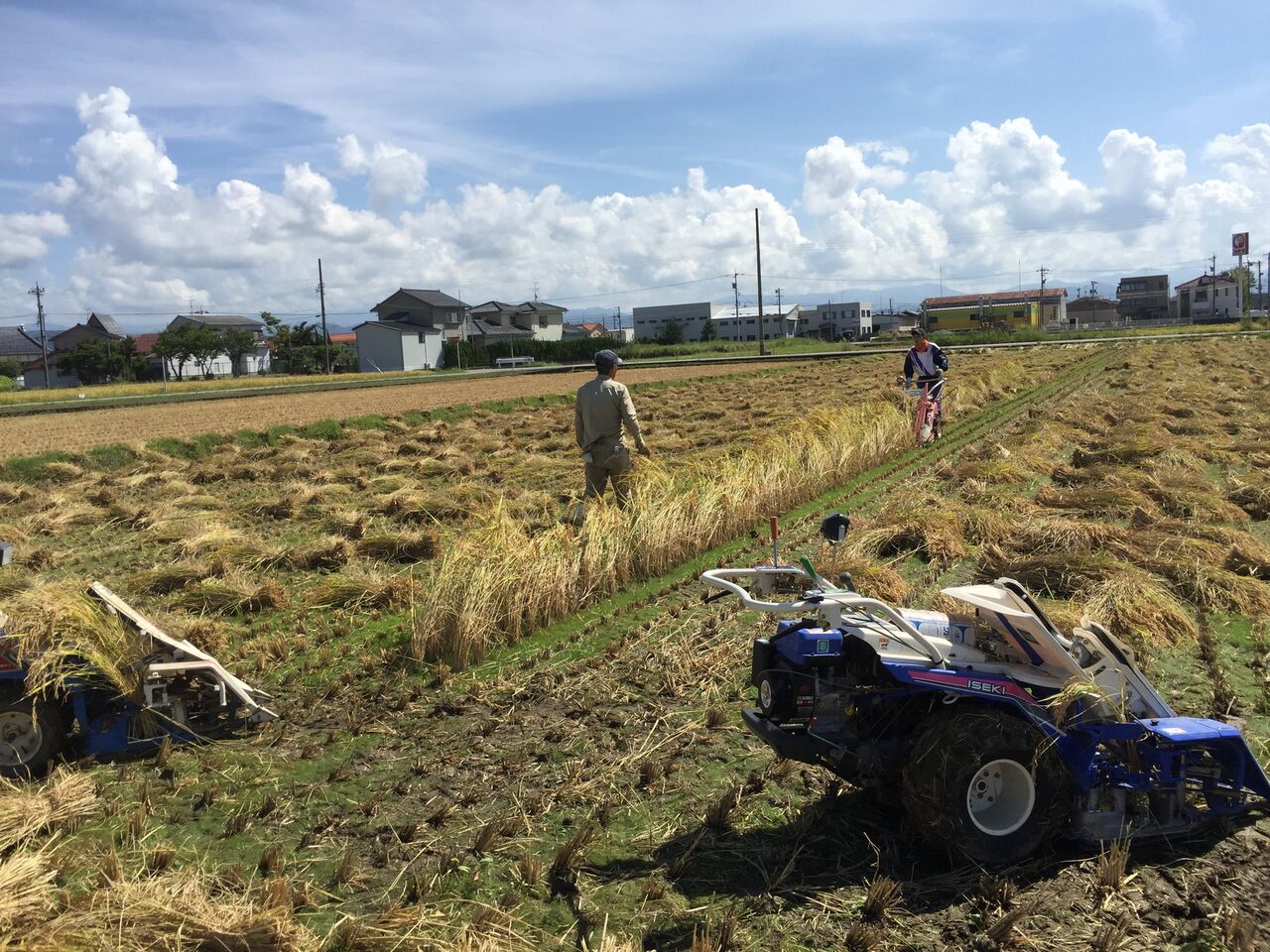 有機栽培米でさらに天日干しの稲刈り作業です。