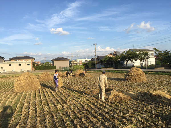 有機栽培米天日干しのお米はお日さんの力で何日もかけてにゅう積みを繰り返します。