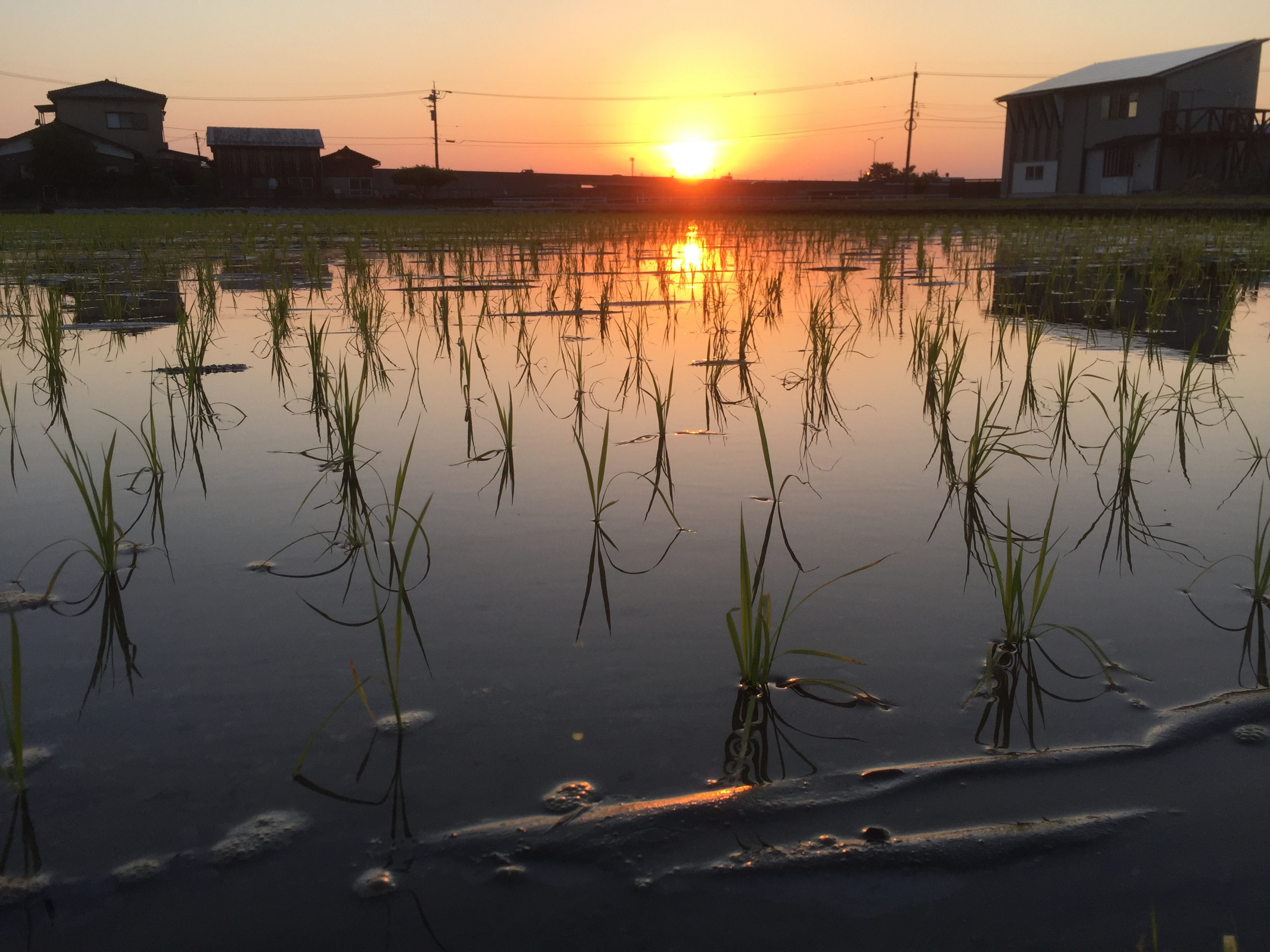 有機栽培米コシヒカリの田植えが終わり夕日も綺麗です。