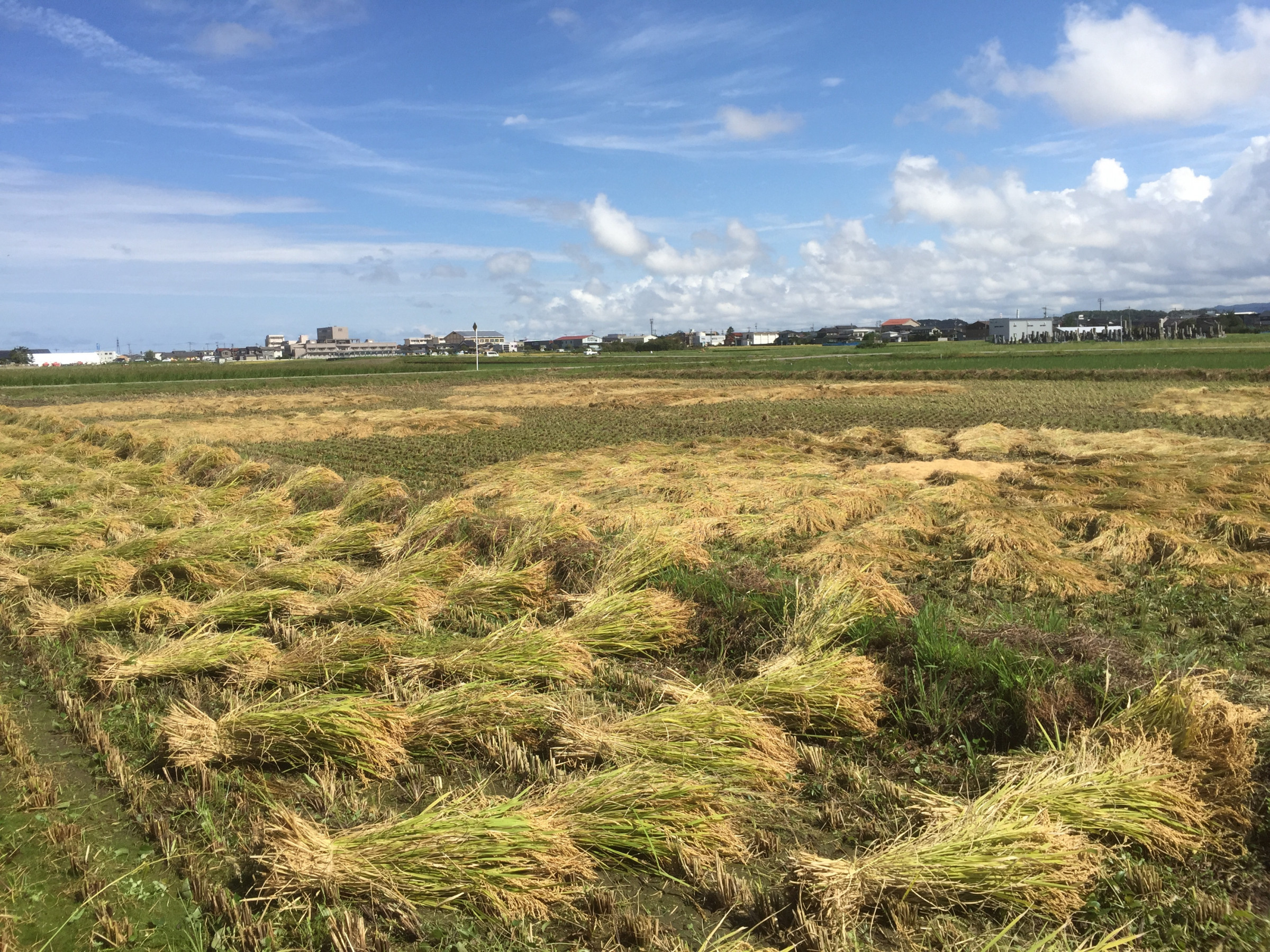 有機栽培米天日干しのお米はお日さんの力で何日もかけてにゅう積みを繰り返します。