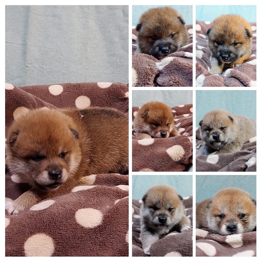 可愛い子犬生まれています 灘の美咲荘