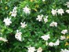 6月24日　ヤエクチナシ.jpg