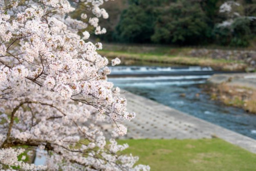 三朝橋にも桜がもうすぐですね.jpg