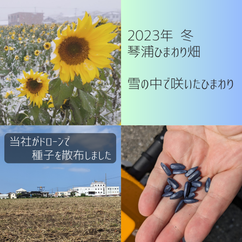 2023年の琴浦ひまわり冬.png