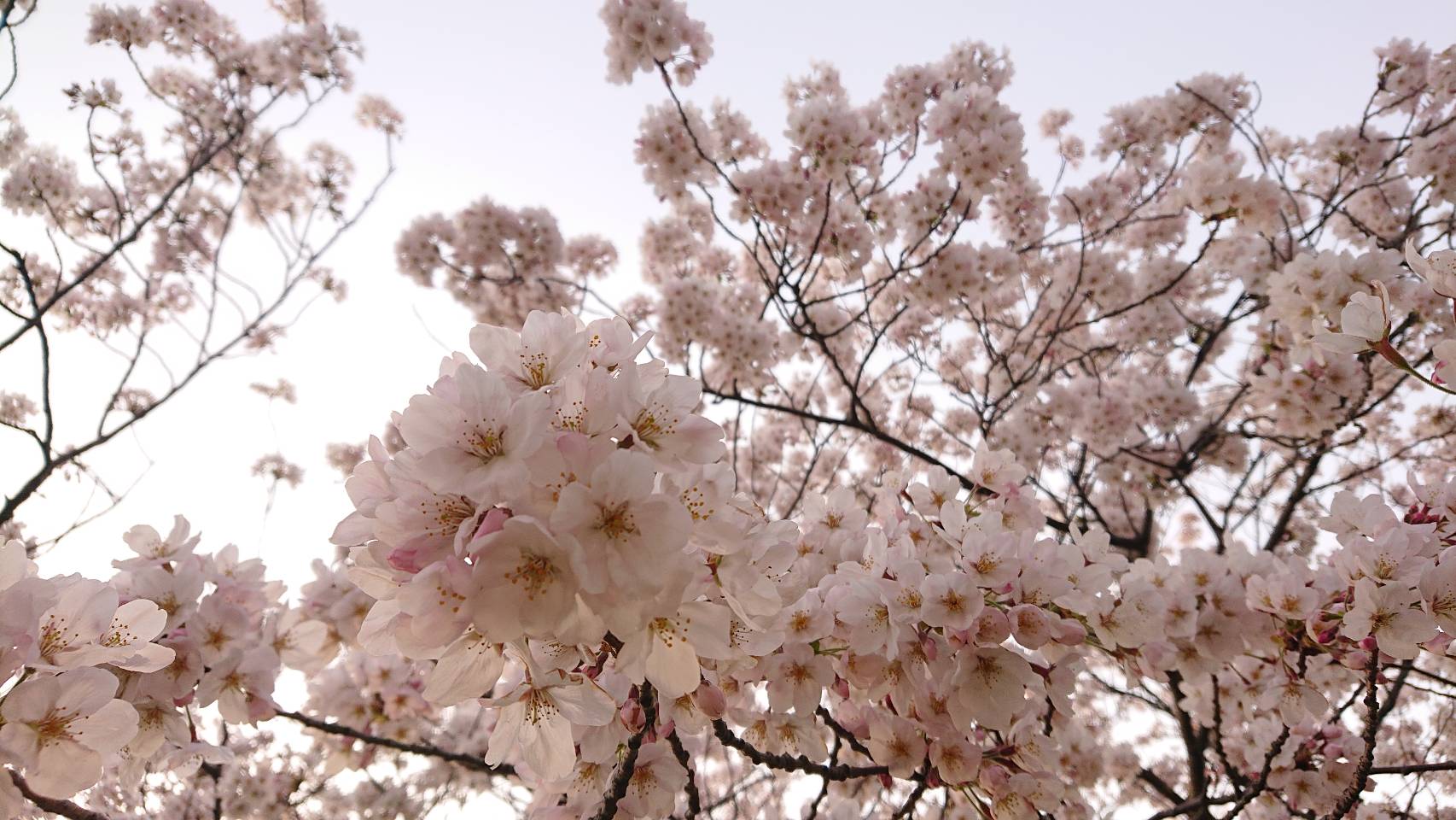 桜がほぼ満開になってました♪