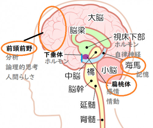 脳機能.png