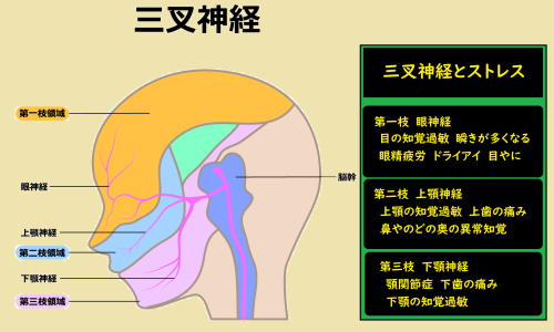 三叉神経と不調.png